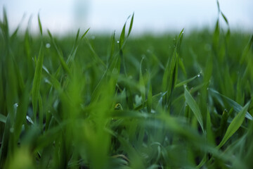 Beautiful view of fresh green grass outdoors, closeup