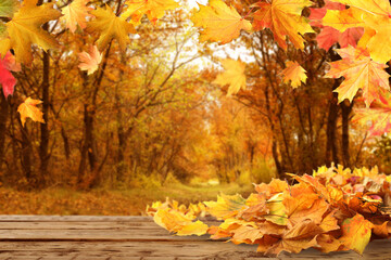 Wooden surface with beautiful autumn leaves in park, space for text