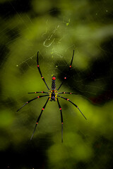 spider on the web