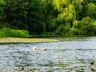 swans on the lake