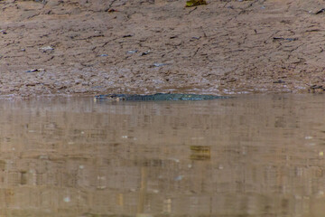 Monitor lizard in Kinabatangan river, Sabah, Malaysia