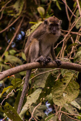 Naklejka na ściany i meble Macaque near Kinabatangan river, Sabah, Malaysia
