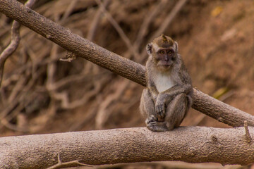Macaque near Kinabatangan river, Sabah, Malaysia