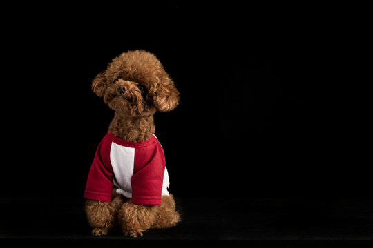 Adorable little poodle with a cute red shirt on a black background