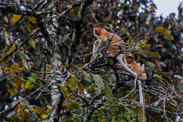 Proboscis monkeys (Nasalis larvatus) near Kinabatangan river, Sabah, Malaysia