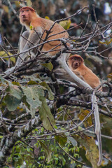 Proboscis monkey (Nasalis larvatus) near Kinabatangan river, Borneo, Malaysia