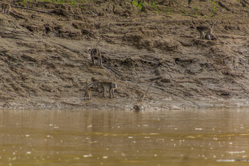 Group of macaques on the shores of Kinabatangan river, Sabah, Malaysia