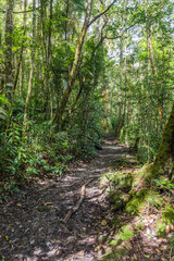 Hiking trail in a forest of Kinabalu Park, Sabah, Malaysia