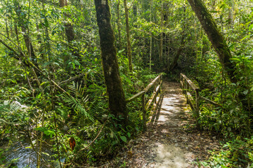 Wooden bridge in a forest of Kinabalu Park, Sabah, Malaysia