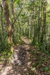 Obraz premium Hiking trail in a forest of Kinabalu Park, Sabah, Malaysia