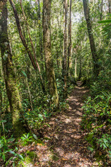 Hiking trail in a forest of Kinabalu Park, Sabah, Malaysia