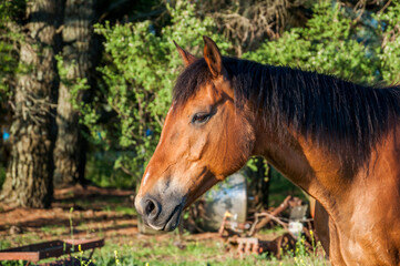 Obraz premium Portrait of a horse