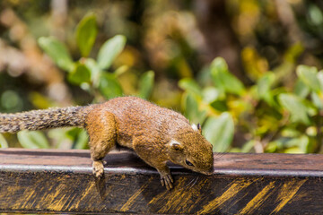 Squirrel in Kinabalu national park, Borneo island, Malaysia