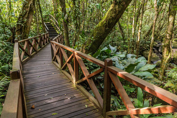 Boardwalk in a forest of Kinabalu Park, Sabah, Malaysia