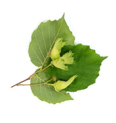 Unripe hazelnuts (Corylus avellana or common hazel) on branch with leaves isolated on white. Hazelnuts growing on green branch.