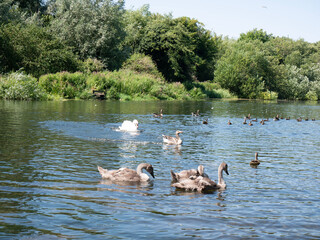 family of ducks