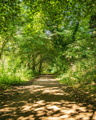 Obraz premium path in the forest