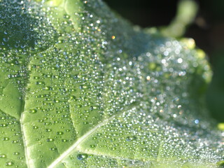 ノラボウナの葉の上の水滴