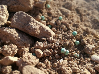 Nitrogen, phosphorus and potassium as nutrients to strengthen the plant. Agrarian. Small balls of mineral fertilizer for winter cultivation in the agricultural field. Chemical manure strewn. 