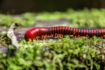 Trachelomegalus millipede in Niah National Park, Malaysia