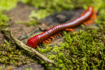 Trachelomegalus millipede in Niah National Park, Malaysia