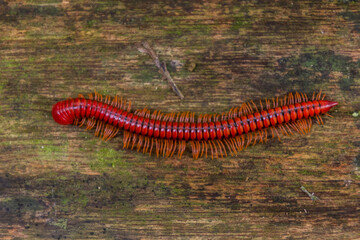 Trachelomegalus millipede in Niah National Park, Malaysia