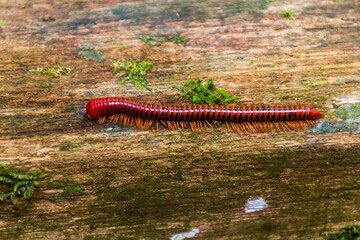 Trachelomegalus millipede in Niah National Park, Malaysia
