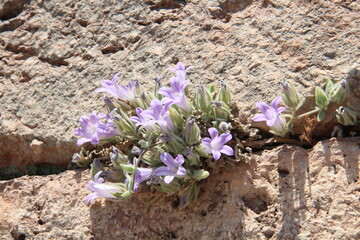 Purple flowers growing from a crack of brick walls.