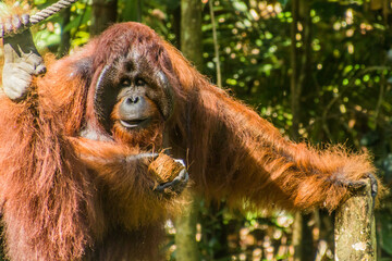 Bornean orangutan (Pongo pygmaeus) in Semenggoh Nature Reserve, Borneo island, Malaysia © Matyas Rehak