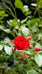 beautiful red rose