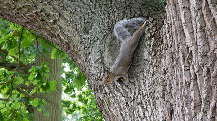 woodpecker on a tree