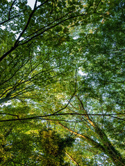 Fototapeta premium trees in the forest