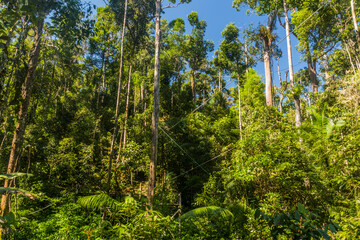 Forest and ornagutan feeding place in Semenggoh Nature Reserve, Borneo island, Malaysia