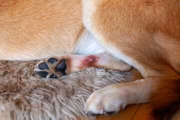 A St. Bernard Husky cross has a painful hot spot on their back paw, and has licked it until it's...