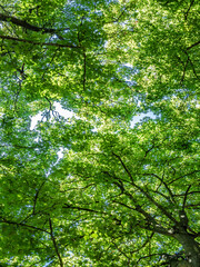 Fototapeta premium forest in the morning