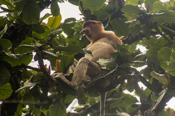 Fototapeta premium Proboscis monkey (Nasalis larvatus) on a tree in Bako national park on Borneo island, Malaysia