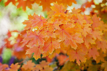 Fototapeta na wymiar Fall Foliage