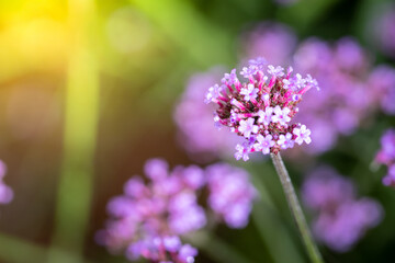 Obraz premium The background image of the colorful flowers