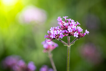 The background image of the colorful flowers