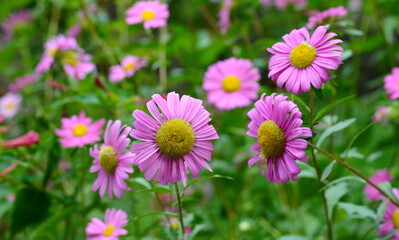 Fototapeta premium Zinnia elegant flowers. beautiful flower in garden background.