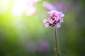 The background image of the colorful flowers