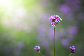 Obraz premium The background image of the colorful flowers