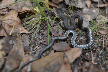 Grass snake
