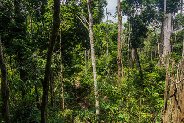 Rain forest near Sepilok, Sabah, Malaysia