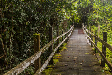 Wooden boardwalk in a forest in Sepilok, Sabah, Malaysia