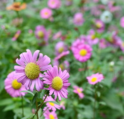 Obraz premium Zinnia elegant flowers. beautiful flower in garden background.