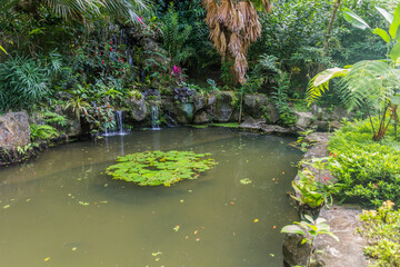 Small pond in Rainforest Discovery Centre in Sepilok, Sabah, Malaysia