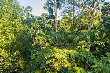 Fototapeta premium Canopy of a rain forest in Sepilok, Sabah, Malaysia