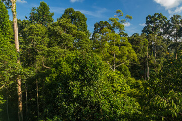 Canopy of a rainforest in Sepilok, Sabah, Malaysia