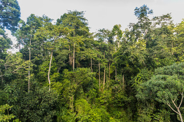 Canopy of a rainforest in Sepilok, Sabah, Malaysia - obrazy, fototapety, plakaty